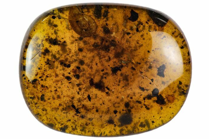 Cretaceous Fossil Snail (Panpulmonata) in Amber - Myanmar #112268